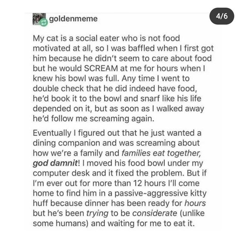 goldenmeme My cat is a social eater who is not food motivated at all, so I was baffled when I first got him because he didn't seem to care about food but he would SCREAM at me for hours when I knew his bowl was full. Any time I went to double check that he did indeed have food, he'd book it to the bowl and snarf like his life depended on it, but as soon as I walked away he'd follow me screaming again. Eventually I figured out that he just wanted a dining companion and was screaming about how we'