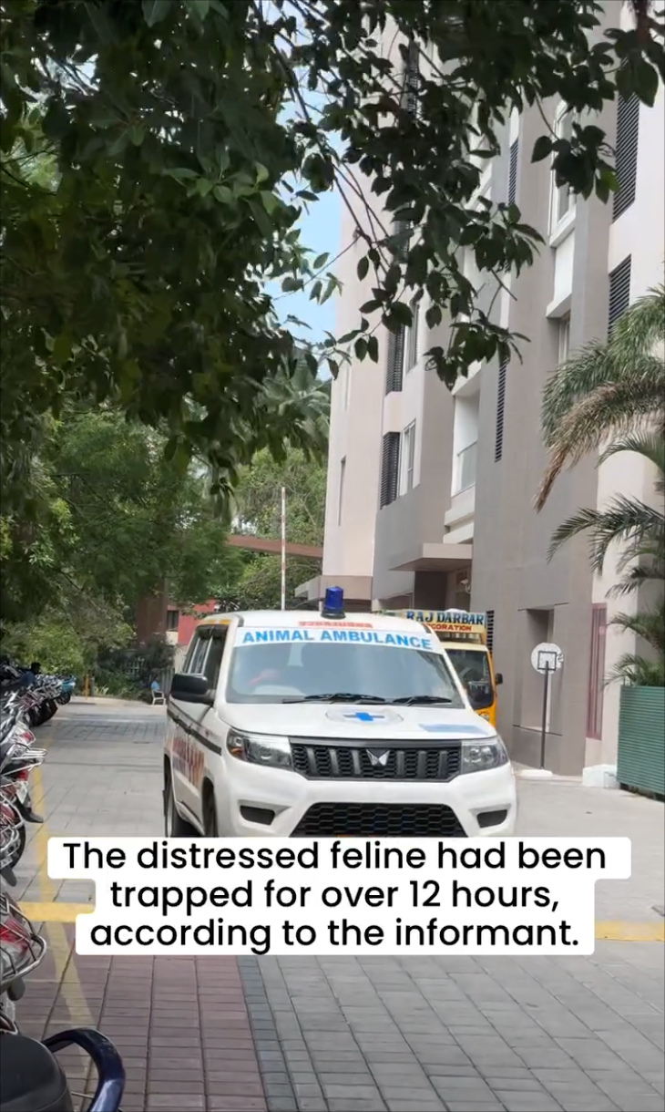 RAJ DARBAR CORATION ANIMAL AMBULANCE The distressed feline had been trapped for over 12 hours, according to the informant.
