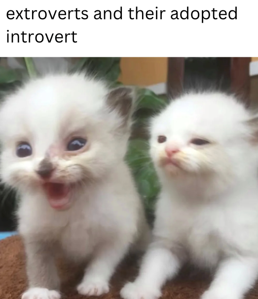 extroverts and their adopted introvert
