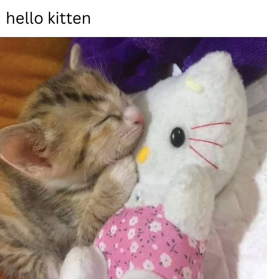 hello kitten