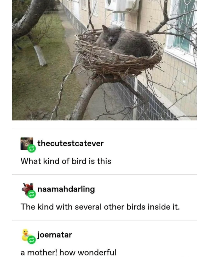 thecutestcatever What kind of bird is this naamahdarling The kind with several other birds inside it. joematar a mother! how wonderful