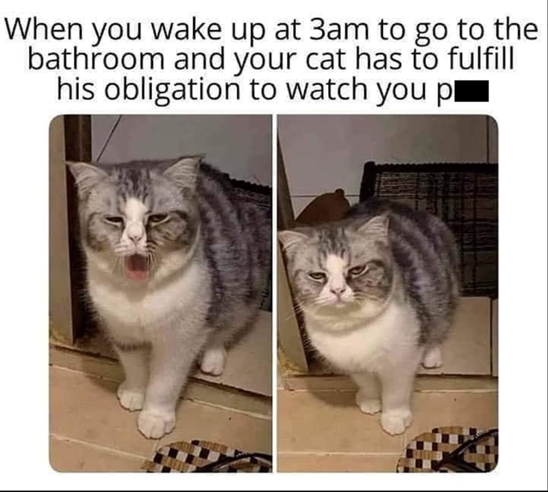 When you wake up at 3am to go to the bathroom and your cat has to fulfill his obligation to watch you pl
