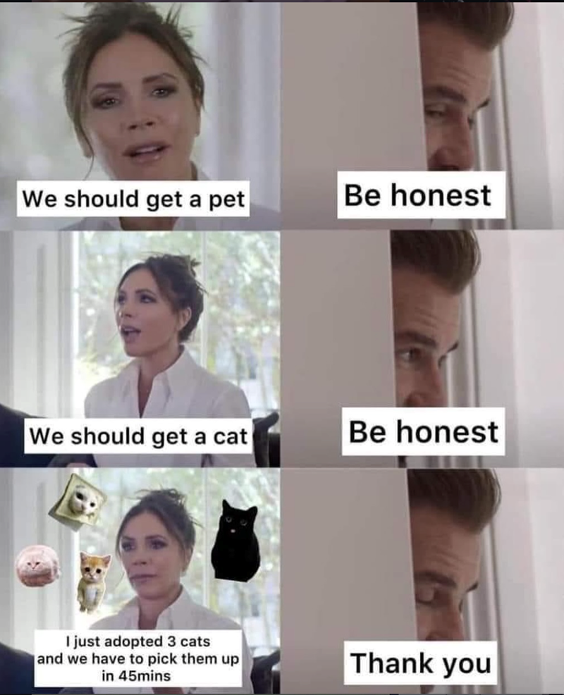 We should get a pet Be honest We should get a cat Be honest I just adopted 3 cats and we have to pick them up in 45mins Thank you