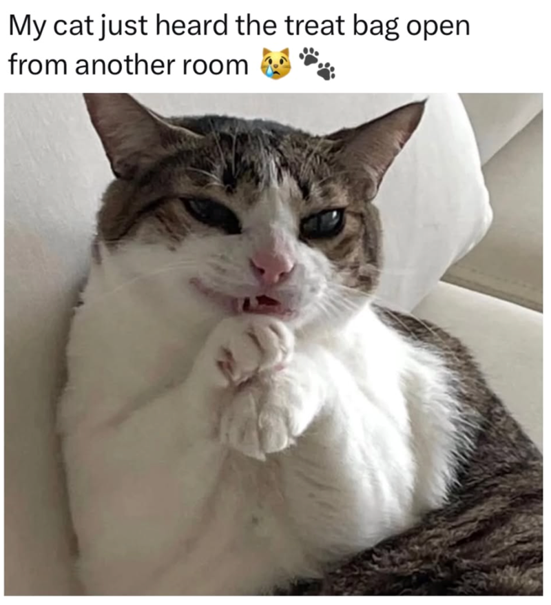 My cat just heard the treat bag open from another room