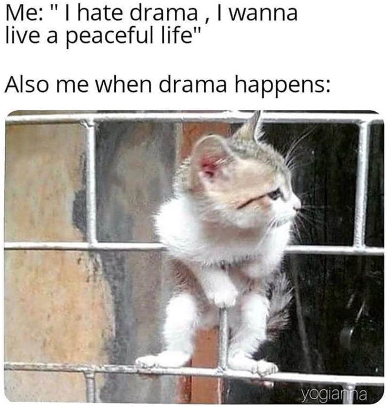 Me: "I hate drama, I wanna live a peaceful life" Also me when drama happens: yogianna