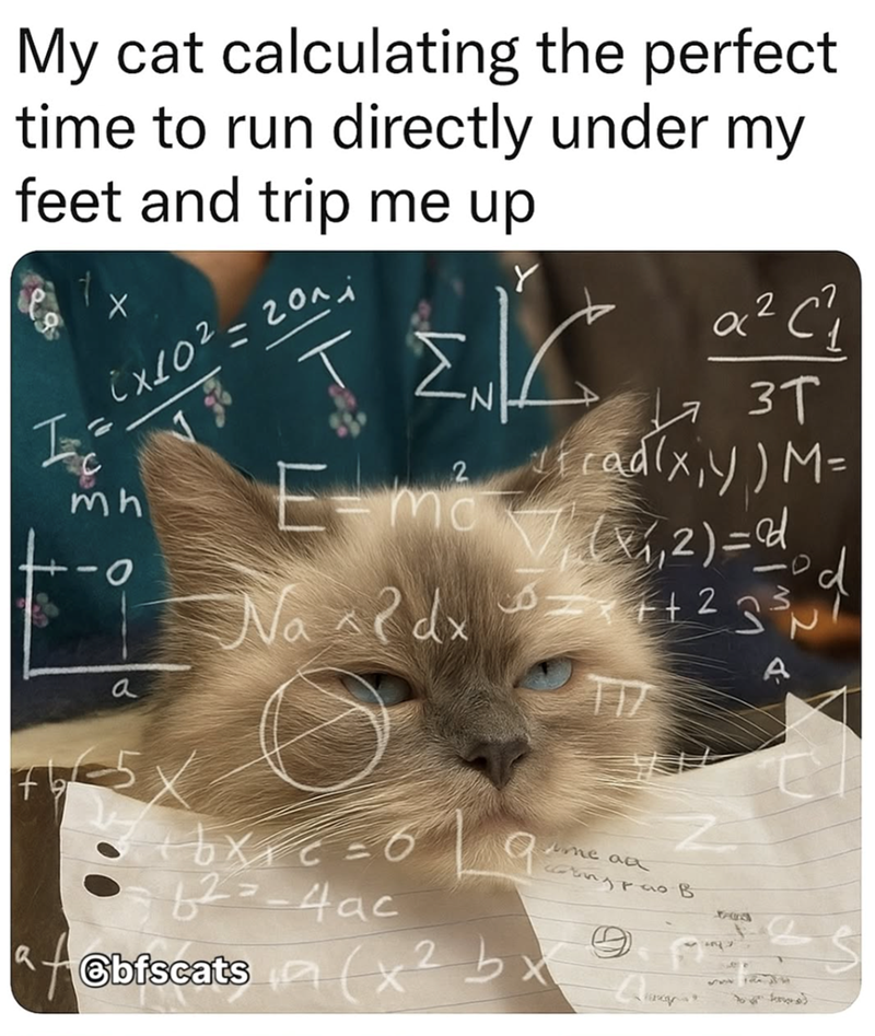 My cat calculating the perfect time to run directly under my feet and trip me up I C Х їх10 2 = голі mh a 2 Y ac² C²₁₂ 2 я эт cad(x,y) M= Emo (1,2)=d Na dx++233 A 0 a + bxic = 6 62-4ac me aa wing pao B Cbfscats (x2 bx 9 488 To