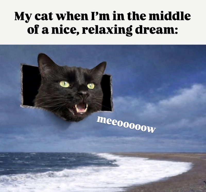 My cat when I'm in the middle of a nice, relaxing dream: meeooooow