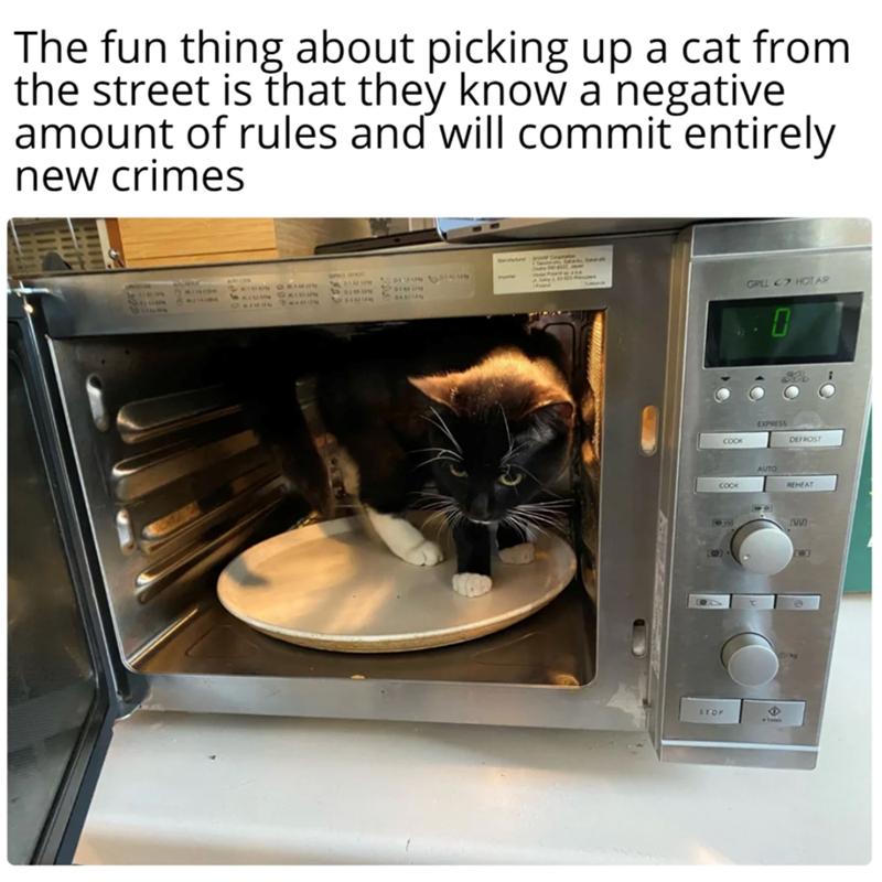 The fun thing about picking up a cat from the street is that they know a negative amount of rules and will commit entirely new crimes 529 4109 52233 GRILL HOT AIR 0 EXPRESS COOK DEFROST AUTO COOK REHEAT [W) < 503 STOP T