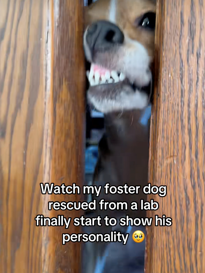 Watch my foster dog rescued from a lab finally start to show his personality