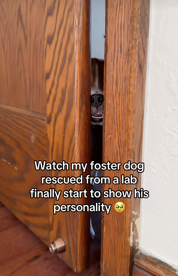 Watch my foster dog rescued from a lab finally start to show his personality →→