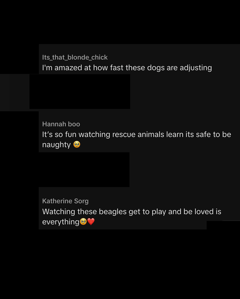 Its_that_blonde_chick I'm amazed at how fast these dogs are adjusting Hannah boo It's so fun watching rescue animals learn its safe to be naughty Katherine Sorg Watching these beagles get to play and be loved is everything→→