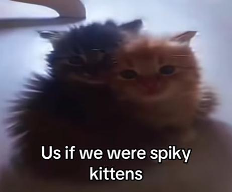 Us if we were spiky kittens