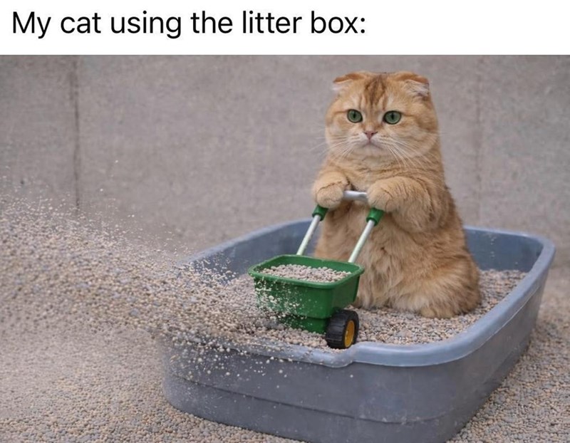 My cat using the litter box: