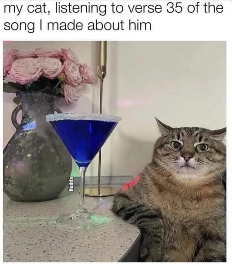 my cat, listening to verse 35 of the song I made about him Серран