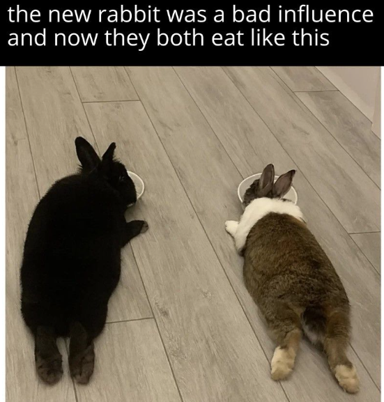 the new rabbit was a bad influence and now they both eat like this