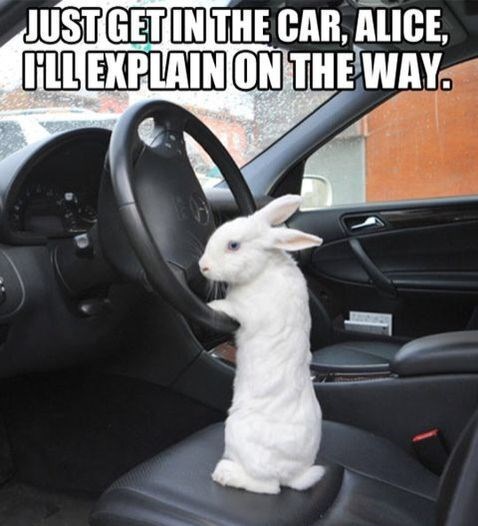 JUST GET IN THE CAR, ALICE, I'LL EXPLAIN ON THE WAY.