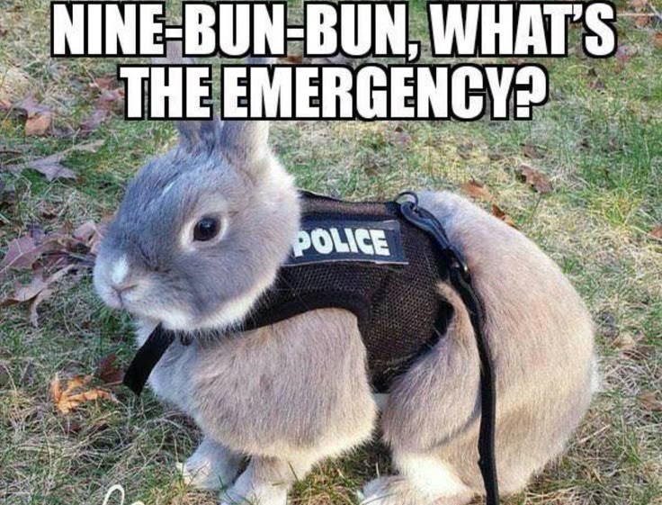 NINE-BUN-BUN, WHAT'S THE EMERGENCY? POLICE