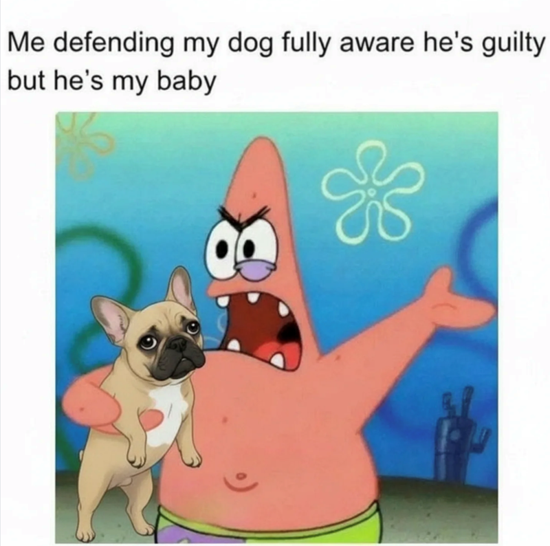 Me defending my dog fully aware he's guilty but he's my baby