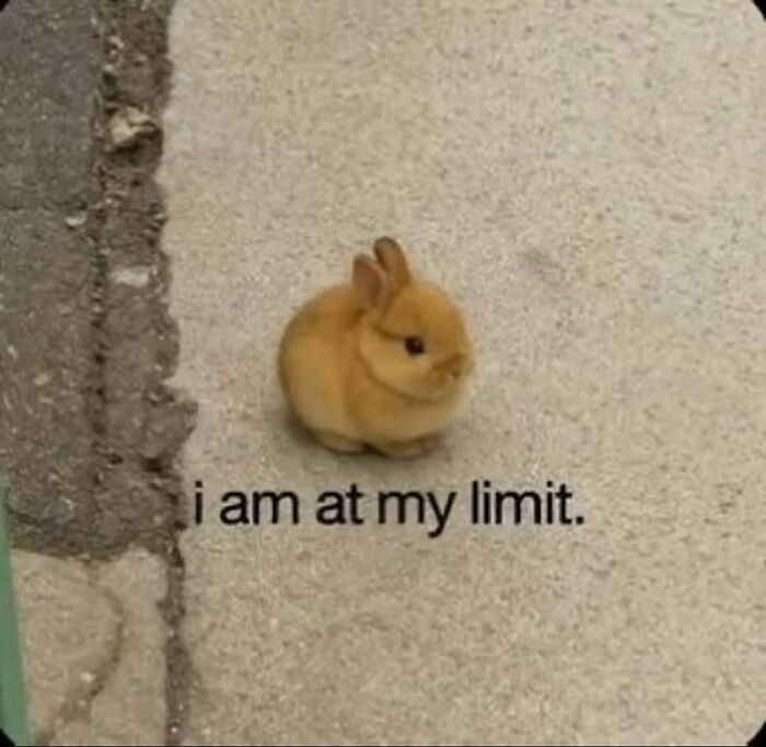 am at my limit.