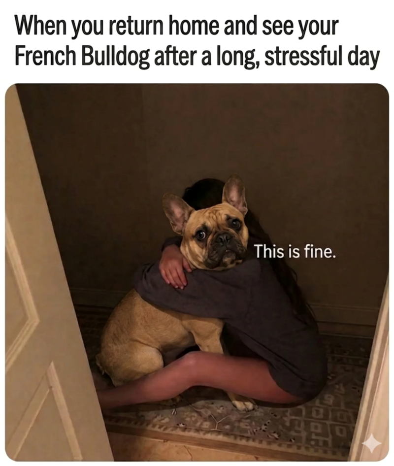 When you return home and see your French Bulldog after a long, stressful day This is fine.