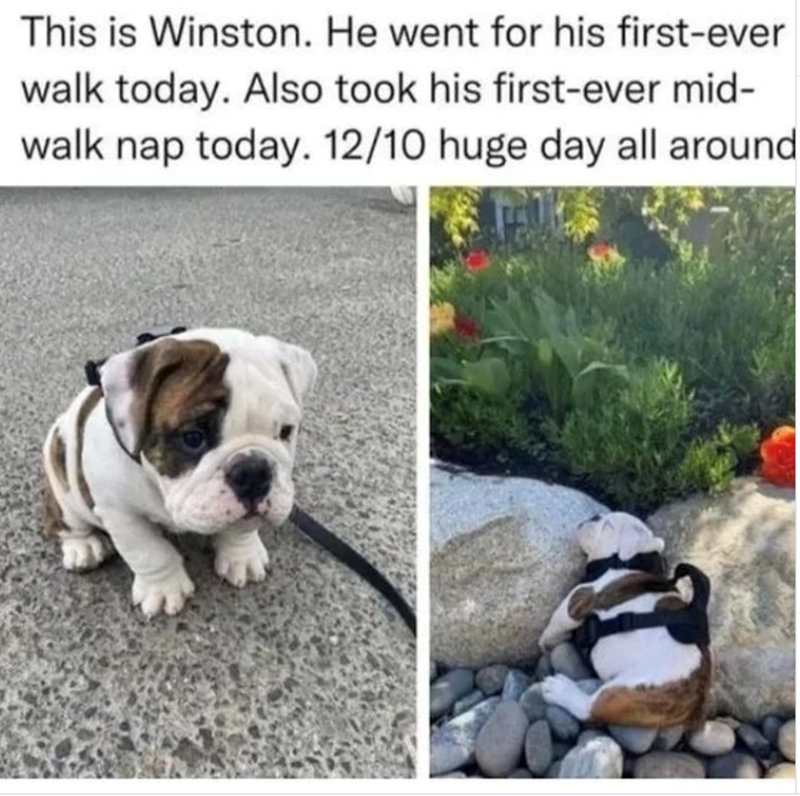 This is Winston. He went for his first-ever walk today. Also took his first-ever mid- walk nap today. 12/10 huge day all around