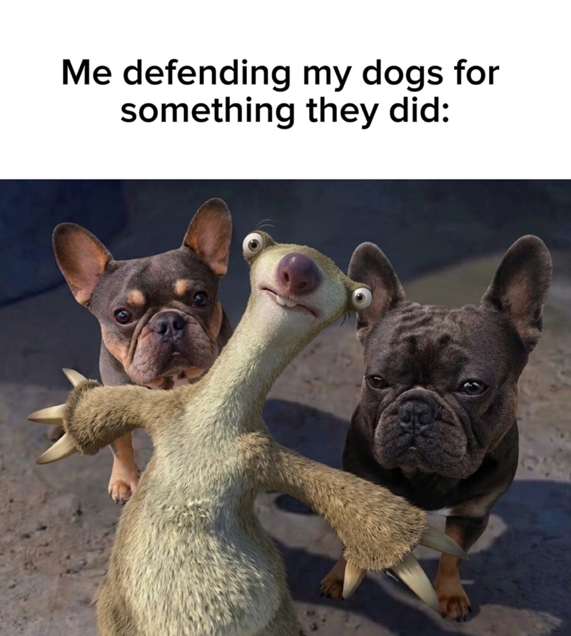 Me defending my dogs for something they did: