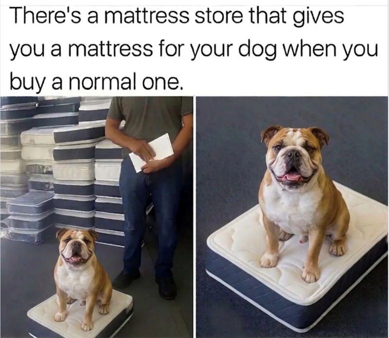 There's a mattress store that gives you a mattress for your dog when you buy a normal one. 65
