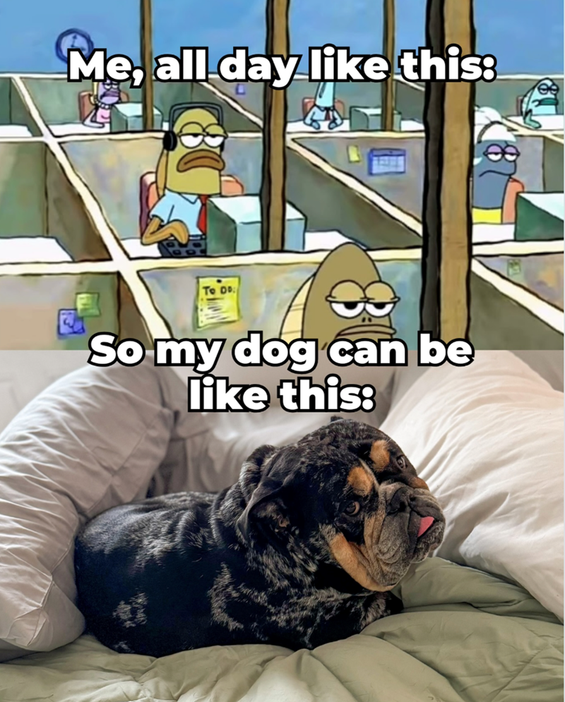 Me, all day like this: To DD So my dog can be like this: