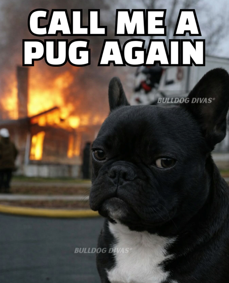 CALL ME A PUG AGAIN BULLDOG DIVAS BULLDOG DIVAS