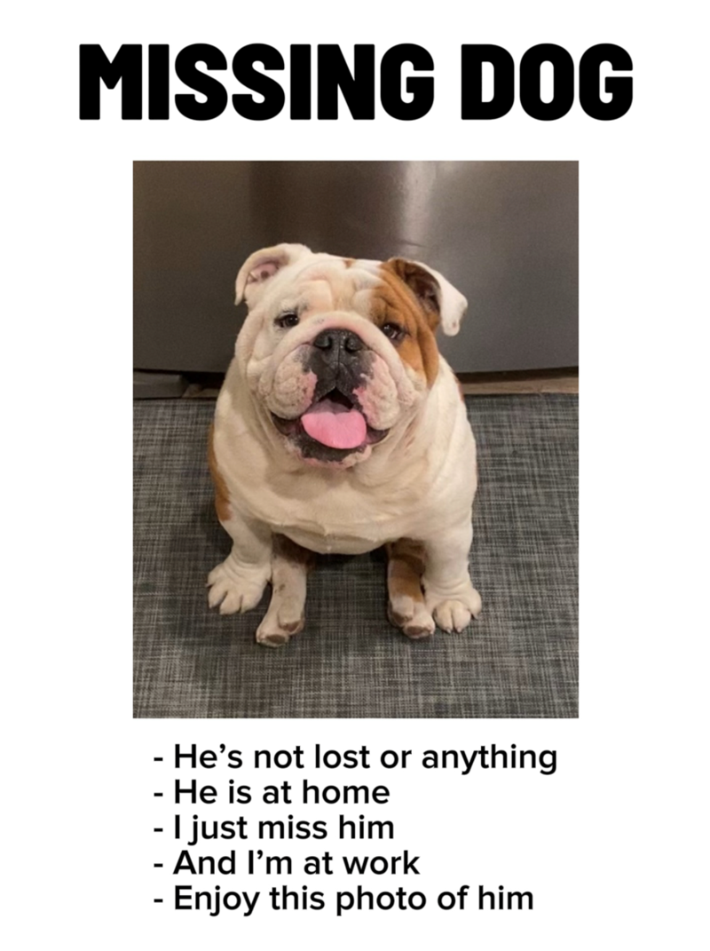 MISSING DOG - He's not lost or anything - He is at home - I just miss him - And I'm at work - Enjoy this photo of him