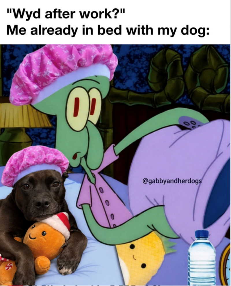 "Wyd after work?" Me already in bed with my dog: 02 @gabbyandherdogs