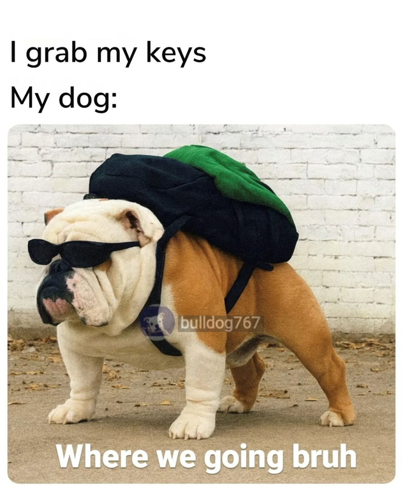 I grab my keys My dog: bulldog767 Where we going bruh