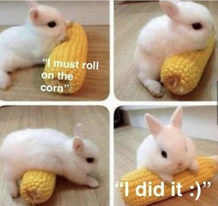 "I must roll on the corn" 66 "I did it :)"