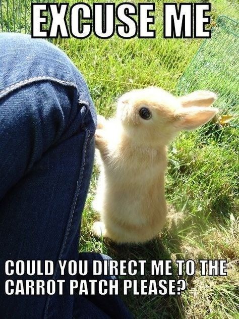 EXCUSE ME COULD YOU DIRECT ME TO THE CARROT PATCH PLEASE?