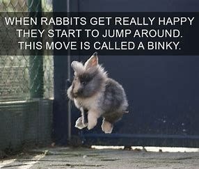 WHEN RABBITS GET REALLY HAPPY THEY START TO JUMP AROUND. THIS MOVE IS CALLED A BINKY.