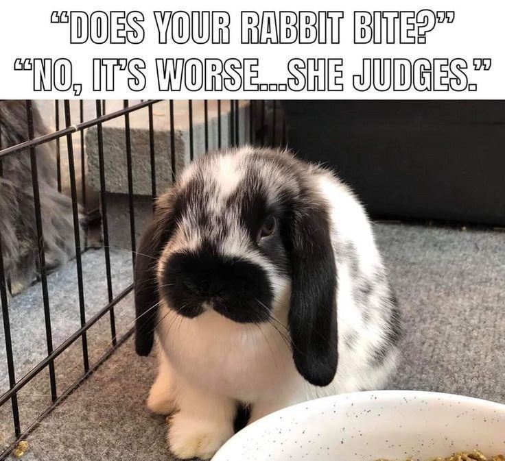 "DOES YOUR RABBIT BITE?" "NO, IT'S WORSE...SHE JUDGES."