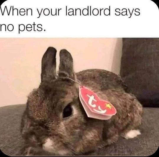 When your landlord says no pets. ty