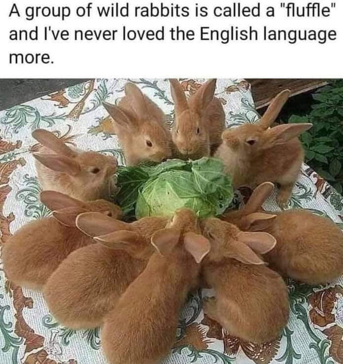 A group of wild rabbits is called a "fluffle" and I've never loved the English language more.