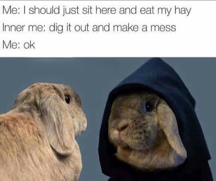 Me: I should just sit here and eat my hay Inner me: dig it out and make a mess Me: ok