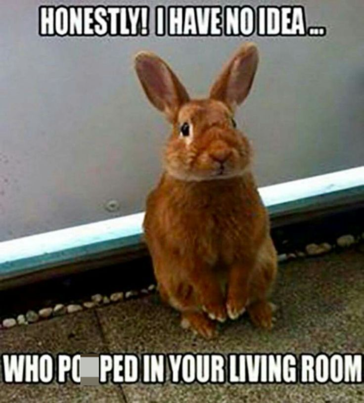 HONESTLY! I HAVE NO IDEA... WHO PO PED IN YOUR LIVING ROOM