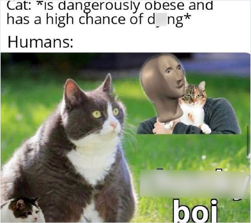 Cat: *is dangerously obese and has a high chance of d¸ ng* Humans: [ boi
