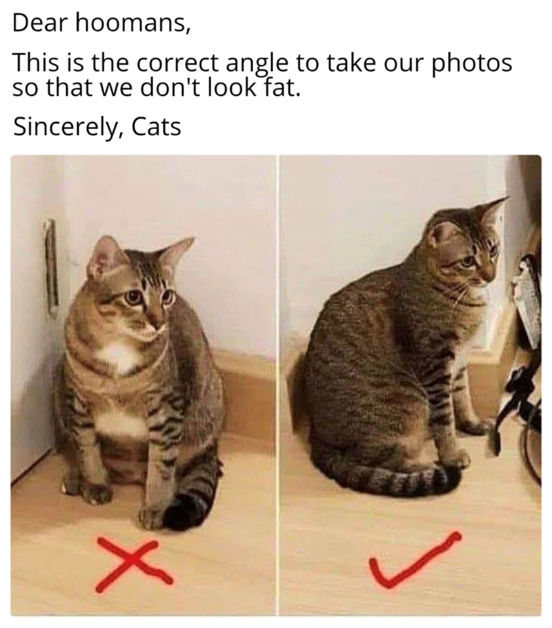 Dear hoomans, This is the correct angle to take our so that we don't look fat. Sincerely, Cats photos