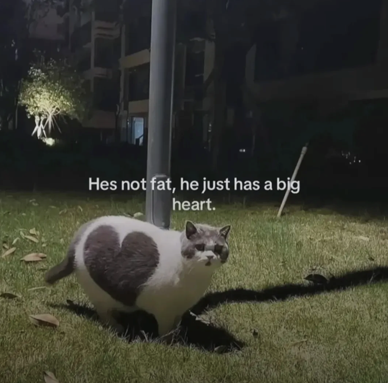 Hes not fat, he just has a big heart.
