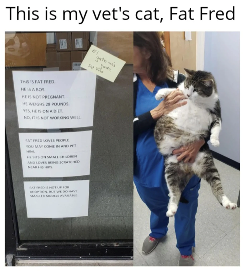 This is my vet's cat, Fat Fred El gato más gordo Fat Fred THIS IS FAT FRED. HE IS A BOY. HE IS NOT PREGNANT. HE WEIGHS 28 POUNDS. YES, HE IS ON A DIET. NO, IT IS NOT WORKING WELL. FAT FRED LOVES PEOPLE. YOU MAY COME IN AND PET HIM. HE SITS ON SMALL CHILDREN AND LOVES BEING SCRATCHED NEAR HIS HIPS. FAT FRED IS NOT UP FOR ADOPTION, BUT WE DO HAVE SMALLER MODELS AVAILABLE.