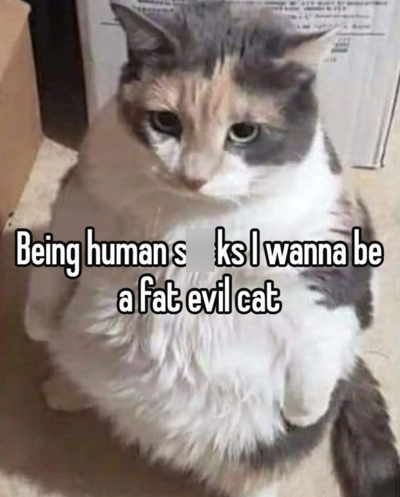 Being humans ks wanna be a fat evil cat
