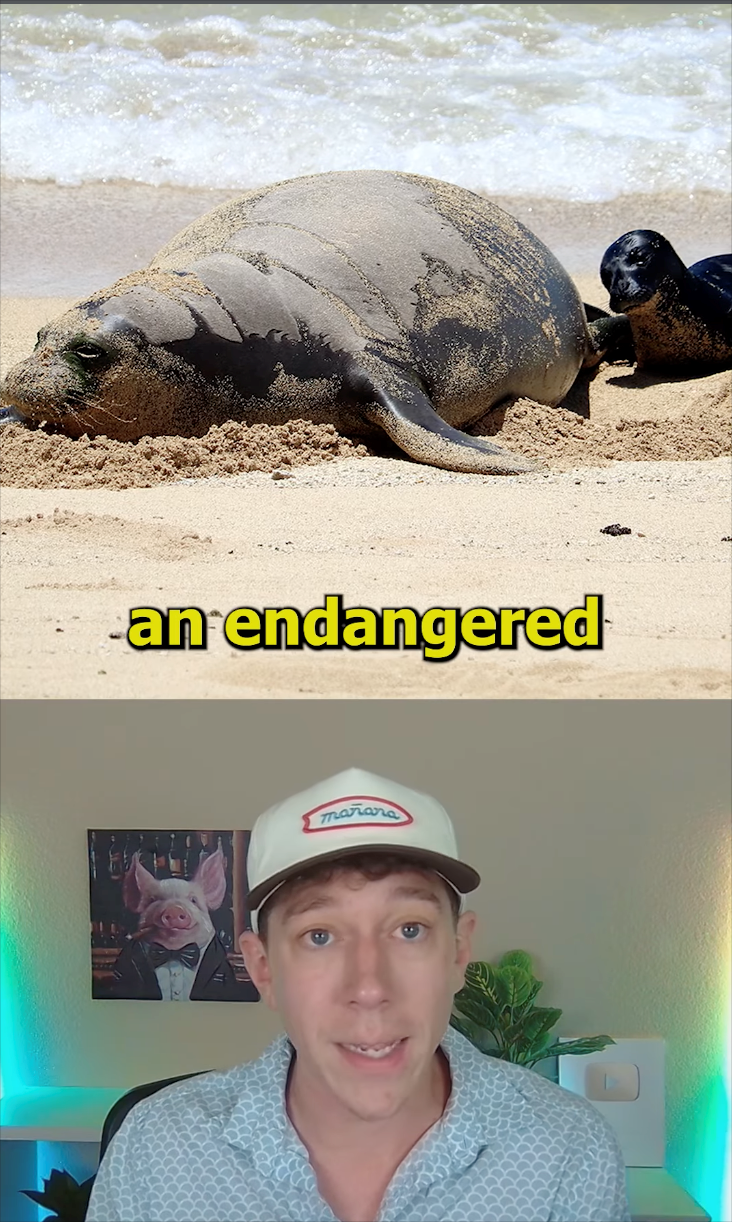 an endangered mañana