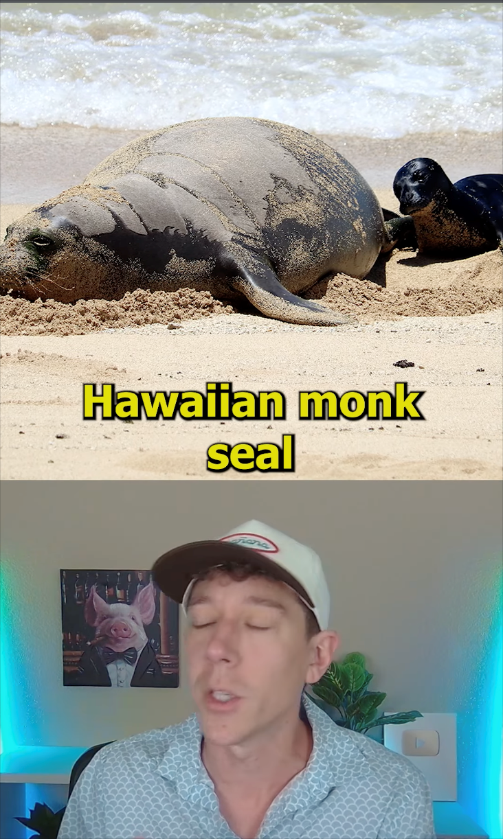 Hawaiian monk seal