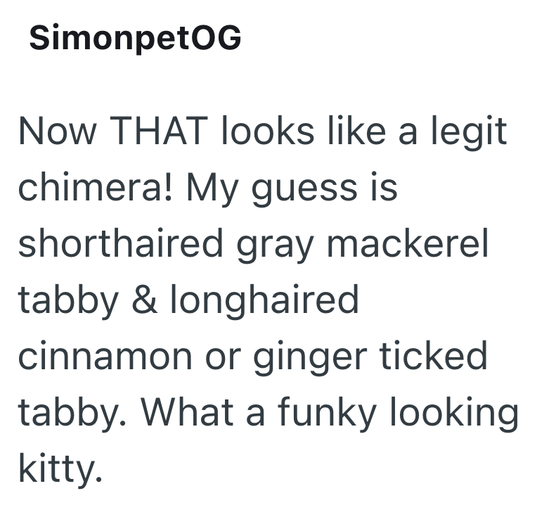 SimonpetOG Now THAT looks like a legit chimera! My guess is shorthaired gray mackerel tabby & longhaired cinnamon or ginger ticked tabby. What a funky looking kitty.