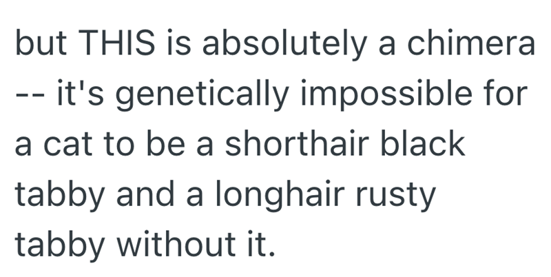 but THIS is absolutely a chimera -- it's genetically impossible for a cat to be a shorthair black tabby and a longhair rusty tabby without it.
