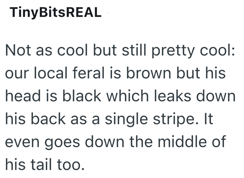 TinyBitsREAL Not as cool but still pretty cool: our local feral is brown but his head is black which leaks down his back as a single stripe. It even goes down the middle of his tail too.